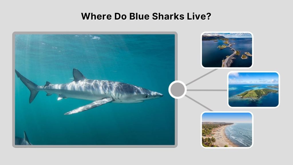 Where Do Blue Sharks Live?