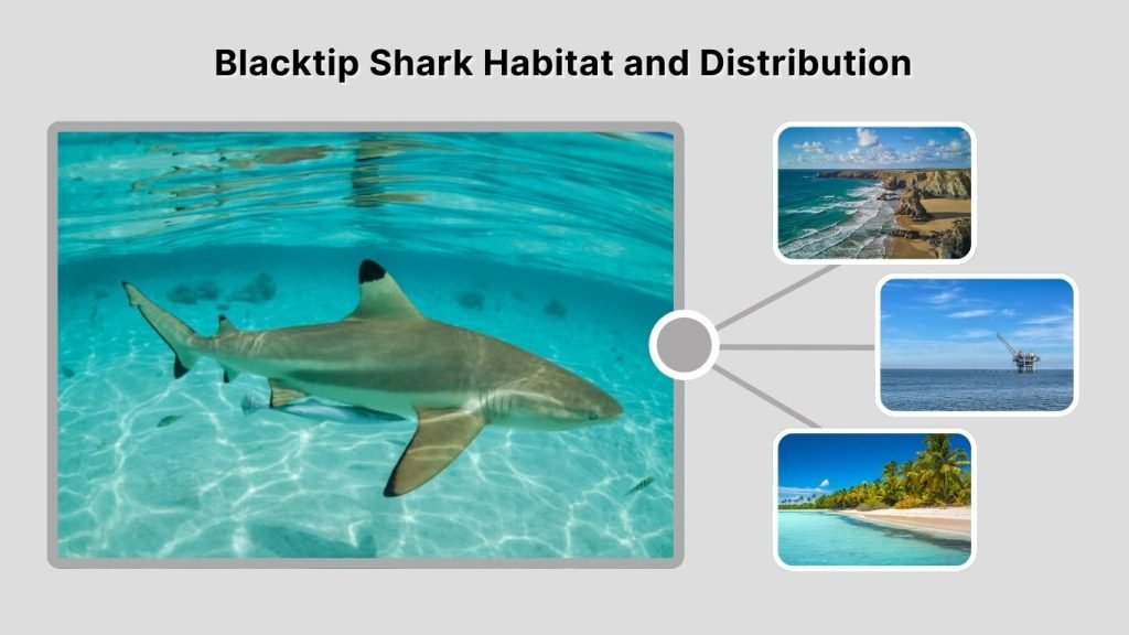 Blacktip Shark Habitat and Distribution