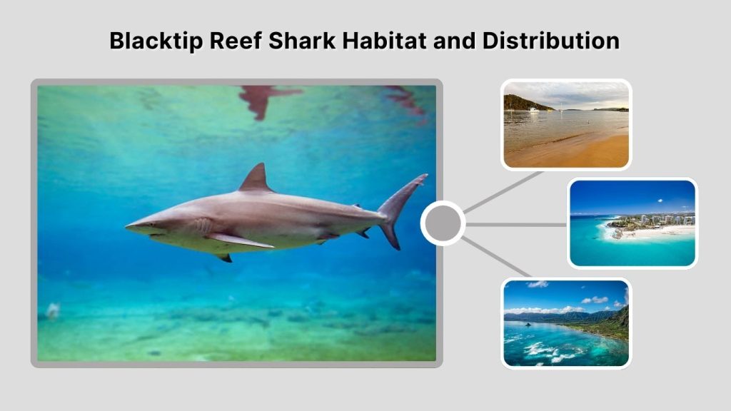 Blacktip Reef Shark Habitat and Distribution
