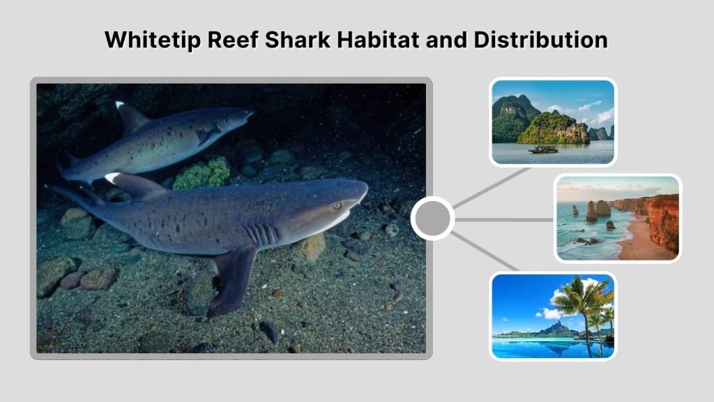Whitetip Reef Shark Habitat and Distribution