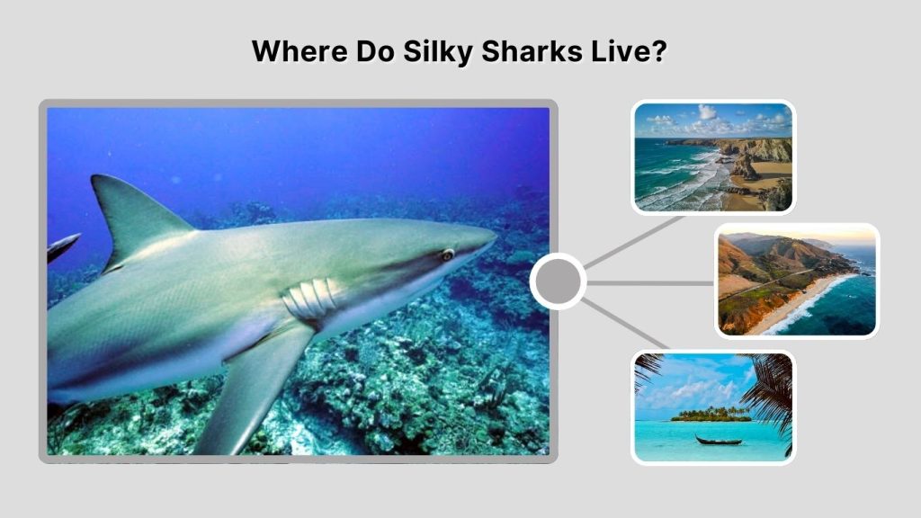 Where Do Silky Sharks Live?