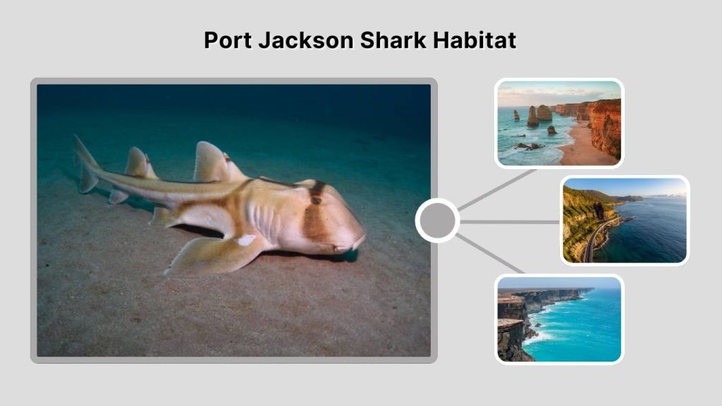 Port Jackson Shark Habitat