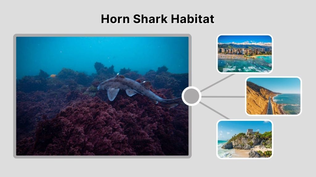 Horn Shark Habitat