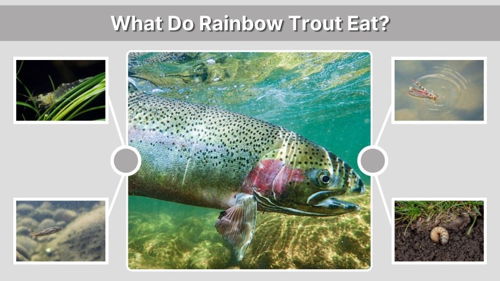 What Do Rainbow Trout Eat?