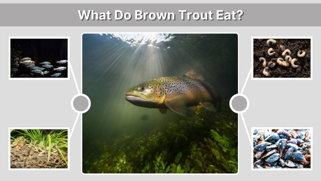 What Do Brown Trout Eat?