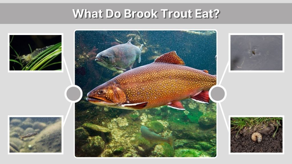 What Do Brook Trout Eat?