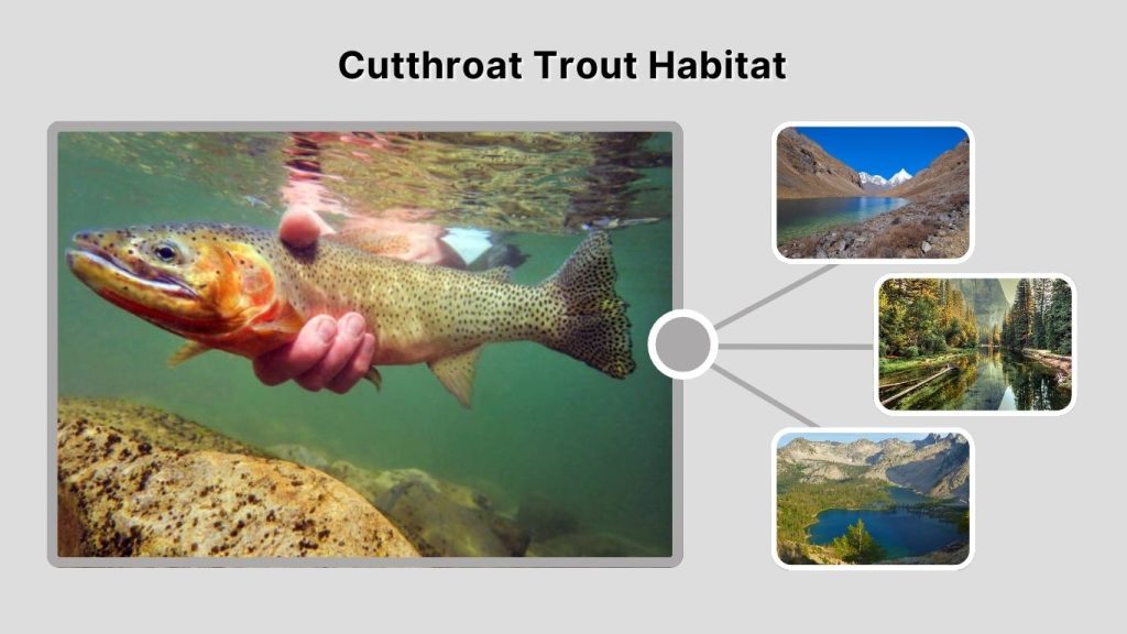 Cutthroat Trout Habitat