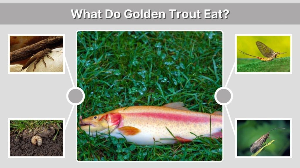 What Do Golden Trout Eat?