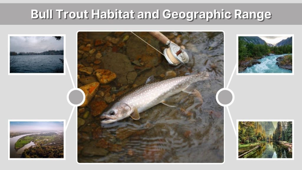 Bull Trout Habitat and Geographic Range