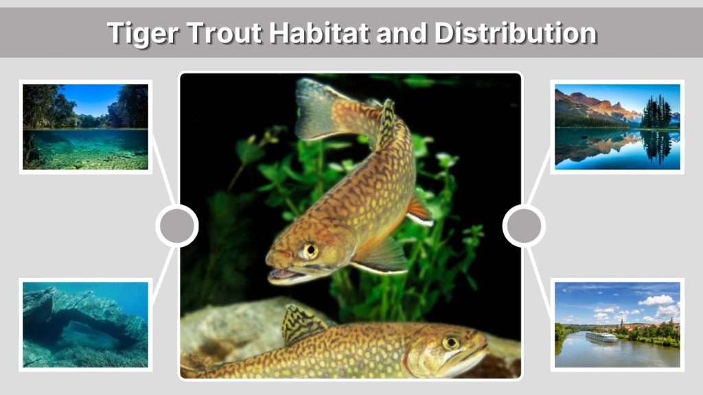 Tiger Trout Habitat and Distribution