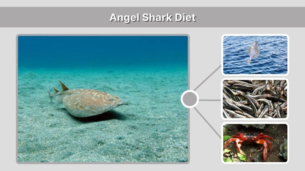 Angel Shark Diet