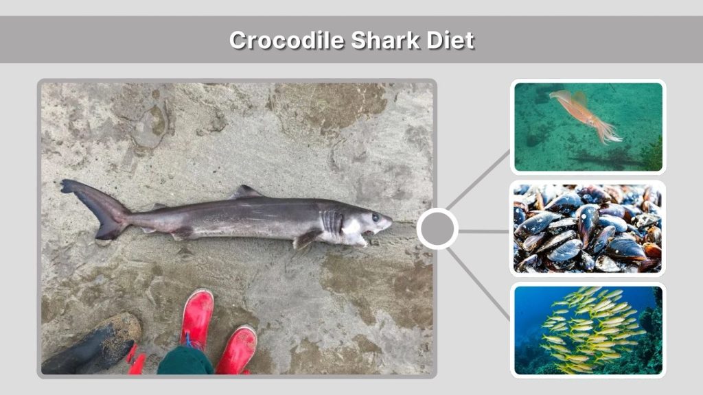 Crocodile Shark Diet
