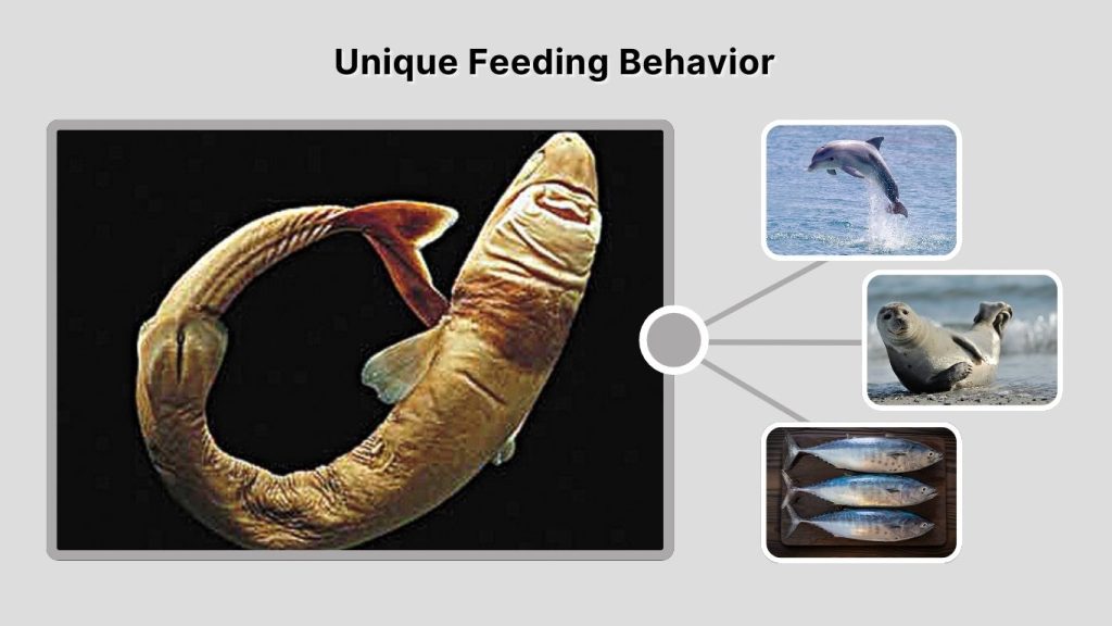 Unique Feeding Behavior