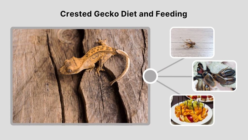 Crested Gecko Diet and Feeding