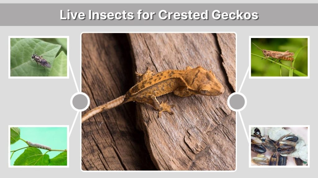 Live Insects for Crested Geckos