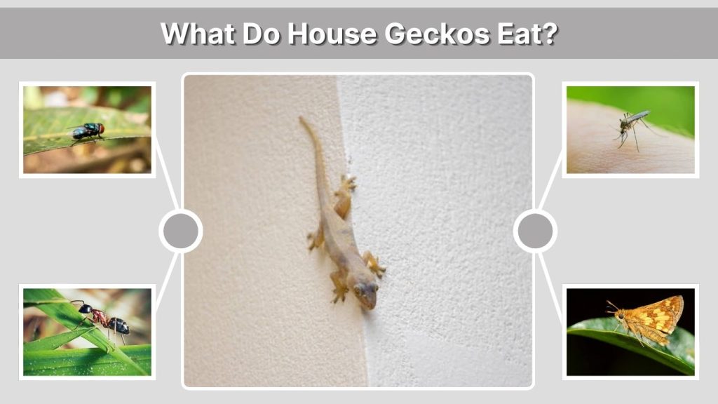 What Do House Geckos Eat?