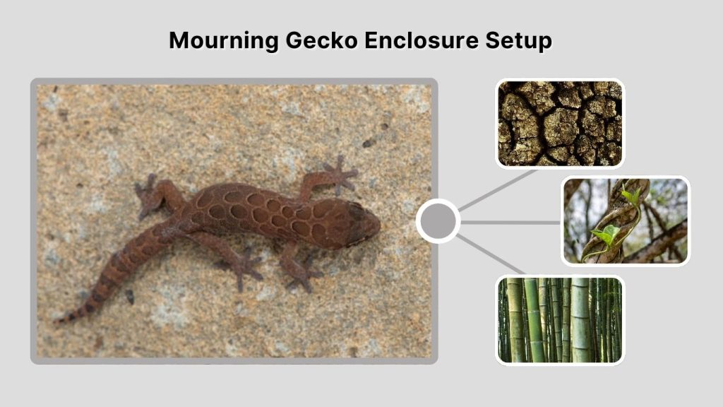 Mourning Gecko Diet