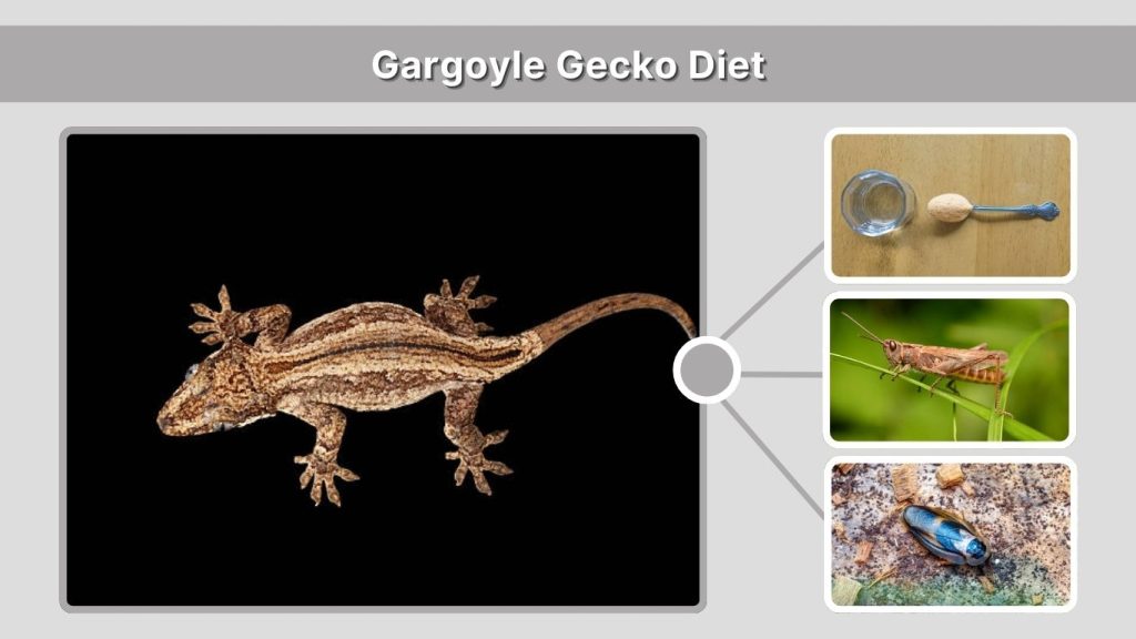 Gargoyle Gecko Diet