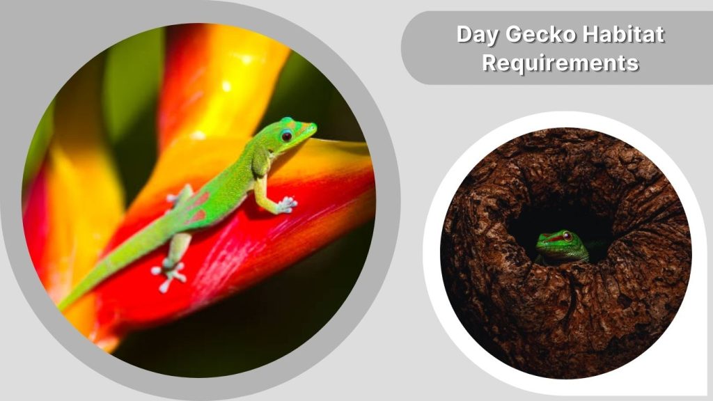 Day Gecko Habitat Requirements