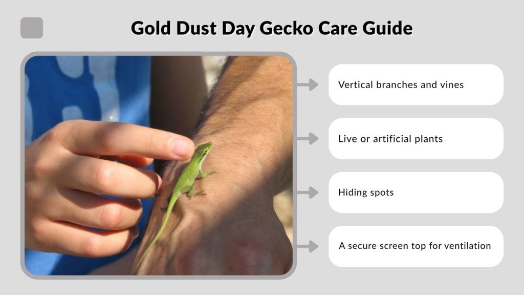 Gold Dust Day Gecko Care Guide