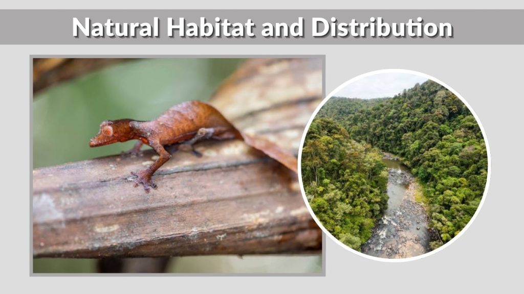 Natural Habitat and Distribution