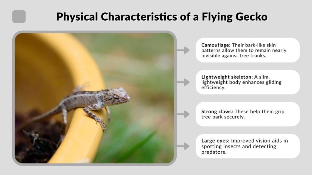 Physical Characteristics of a Flying Gecko