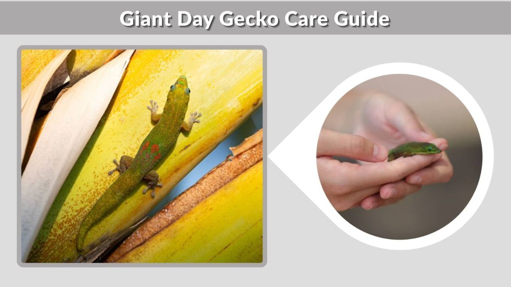 Giant Day Gecko Care Guide