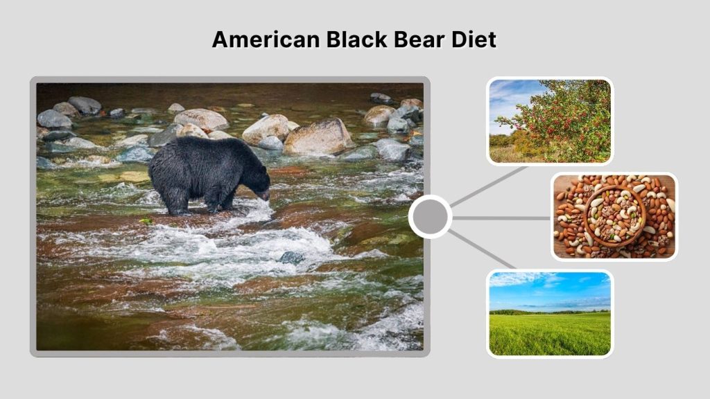 American Black Bear Diet