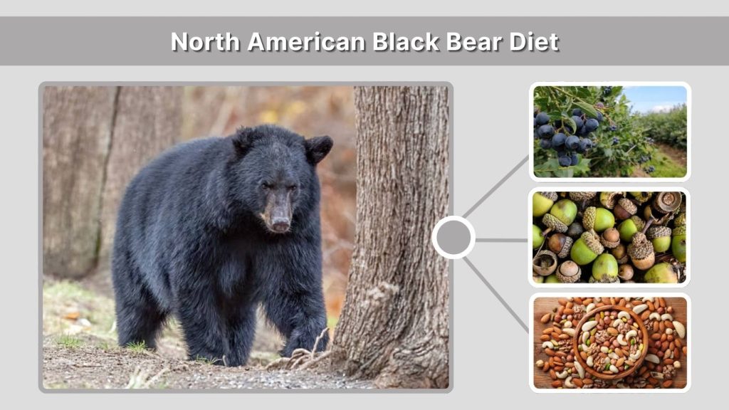 North American Black Bear Diet
