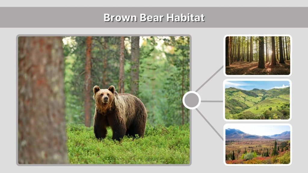 Brown Bear Habitat