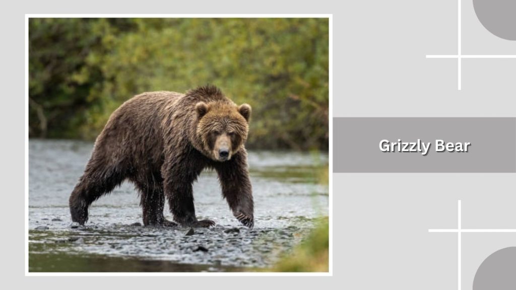 Grizzly Bear