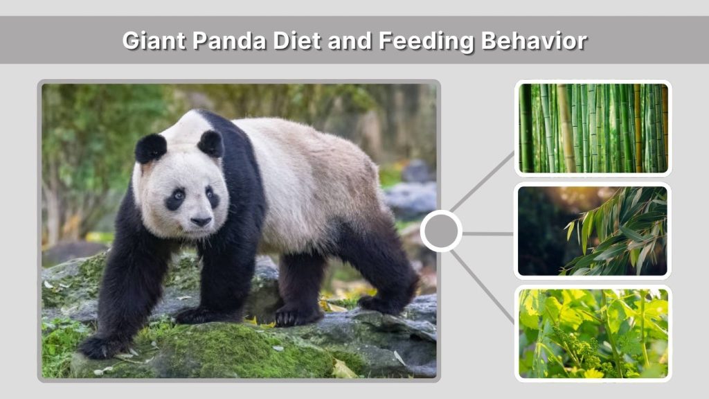 Giant Panda Diet and Feeding Behavior