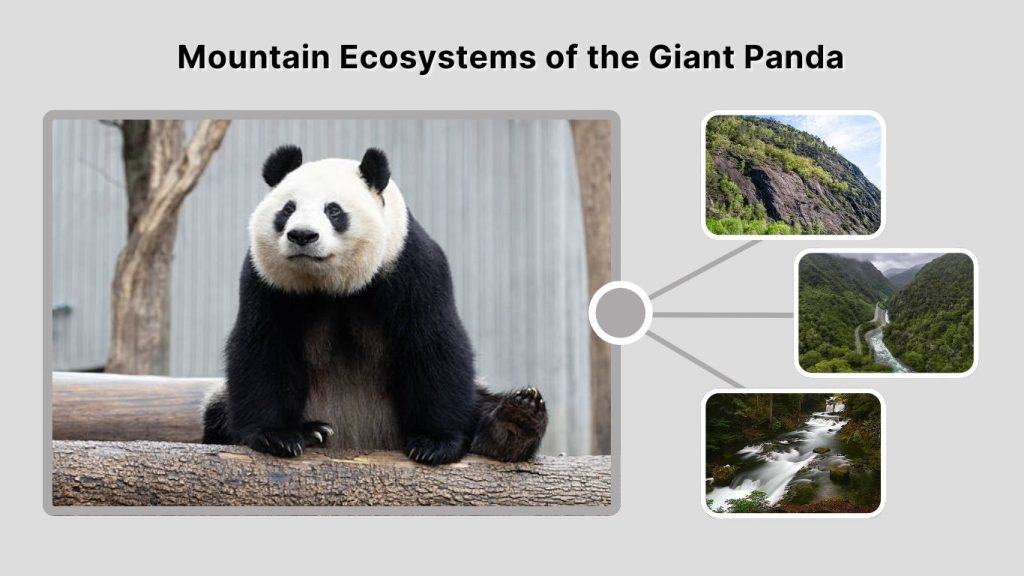 Mountain Ecosystems of the Giant Panda