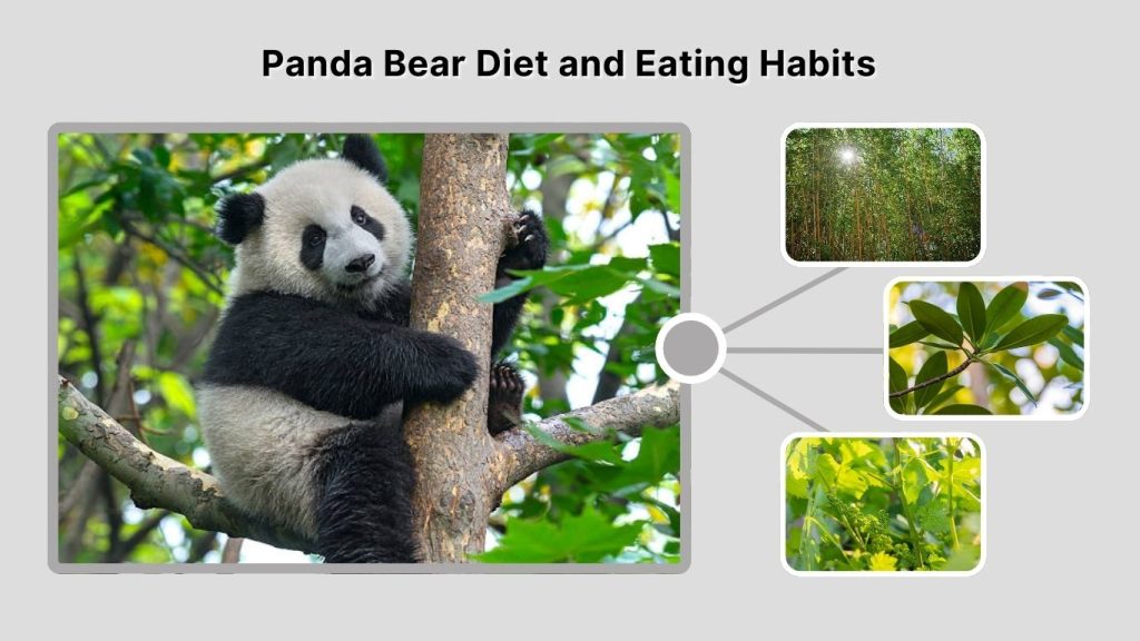 Panda Bear Diet and Eating Habits