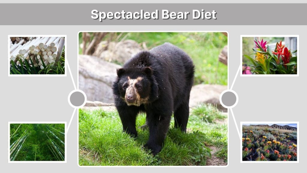 Spectacled Bear Diet – What Do Spectacled Bears Eat?