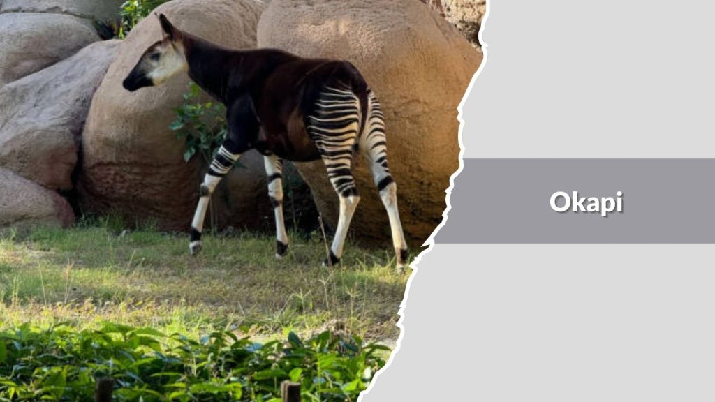 Okapi