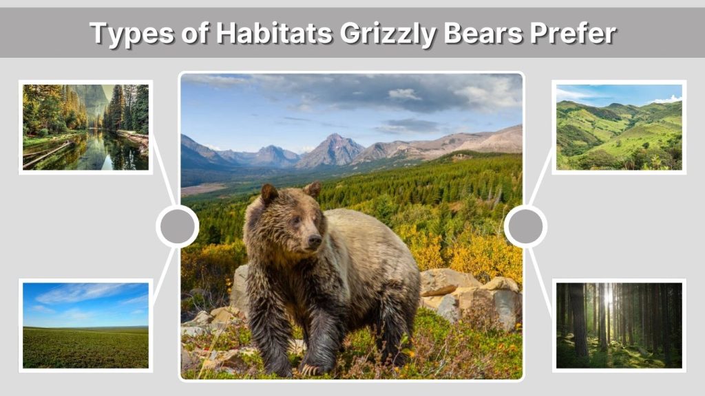 Types of Habitats Grizzly Bears Prefer
