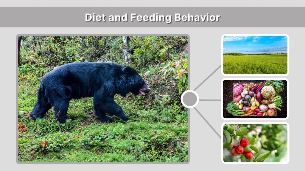 Diet and Feeding Behavior