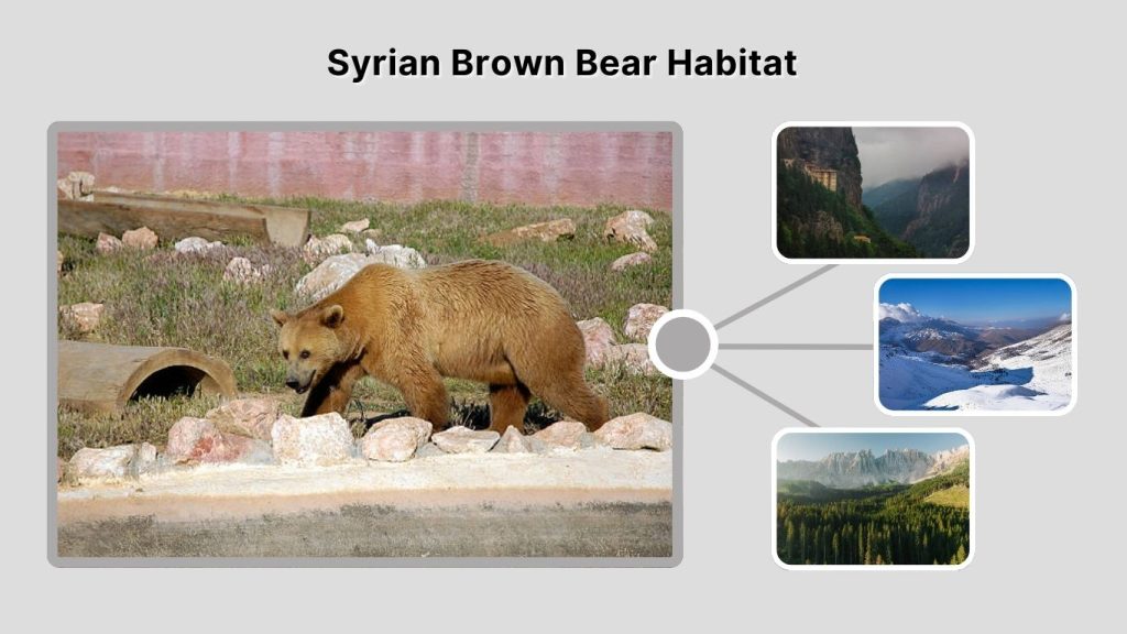 Syrian Brown Bear Habitat