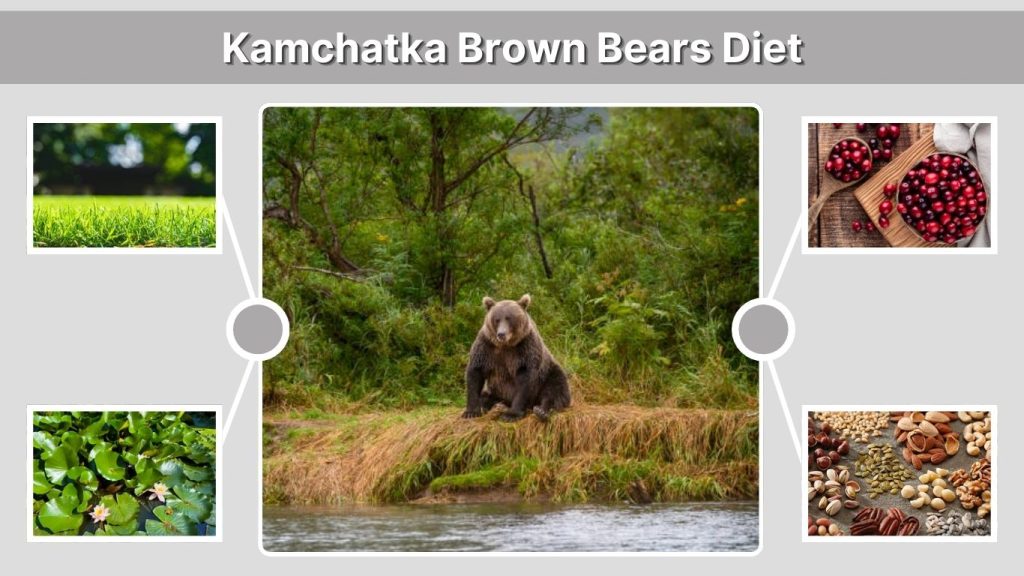 Kamchatka Brown Bears Diet