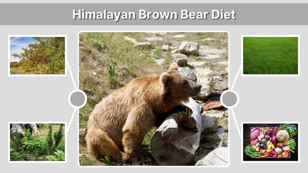 Himalayan Brown Bear Diet