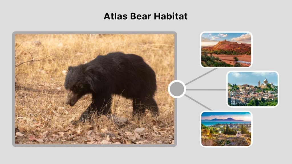 Atlas Bear Habitat