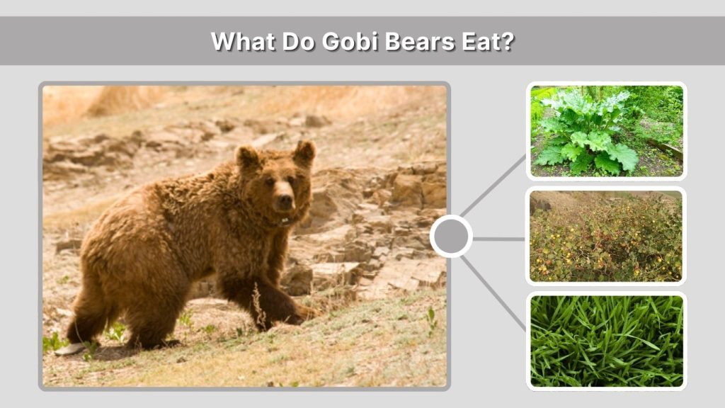 What Do Gobi Bears Eat?