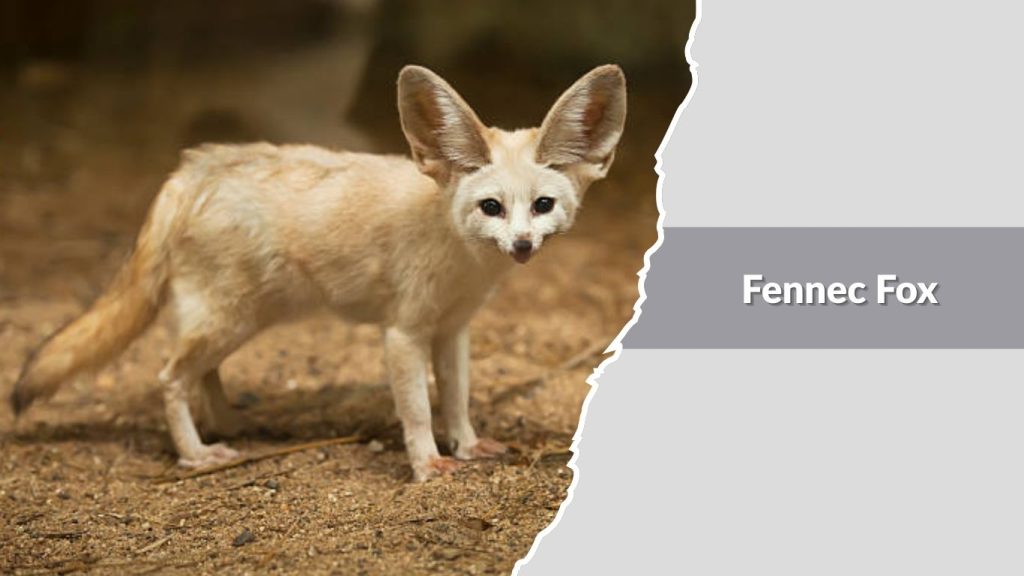 Fennec Fox