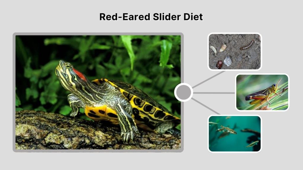 Red-Eared Slider Diet