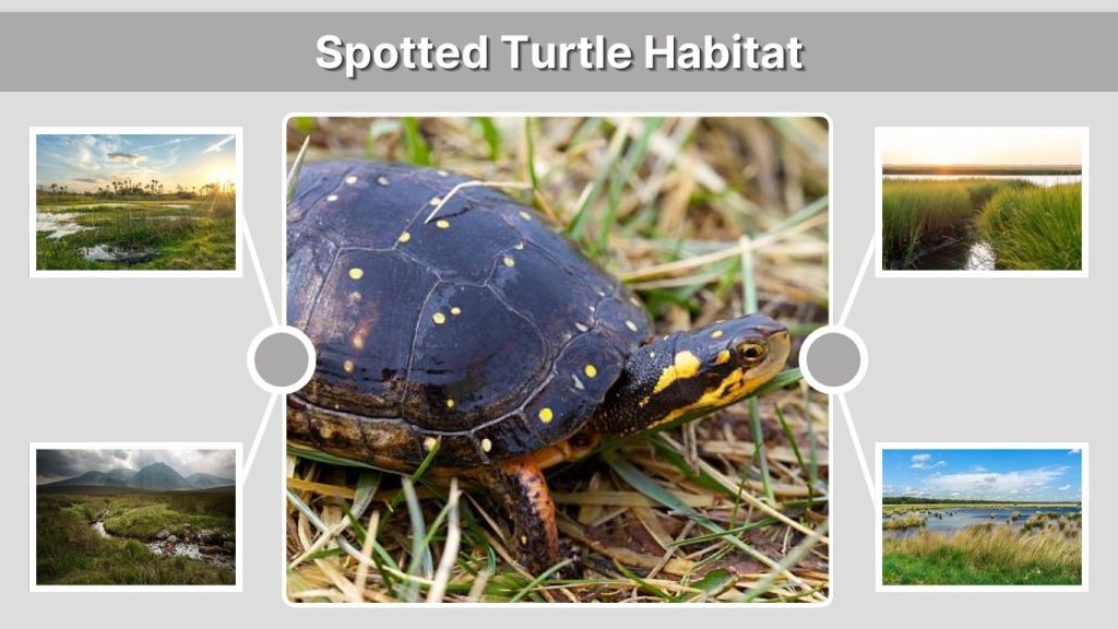 Spotted Turtle Habitat