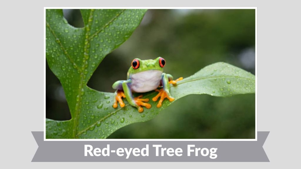Red-eyed Tree Frog