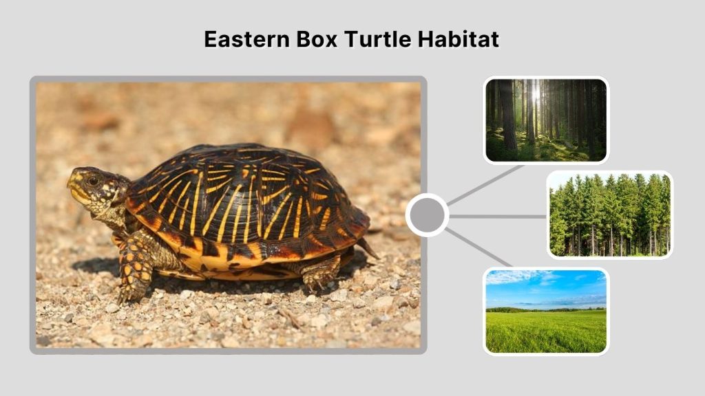 Eastern Box Turtle Habitat