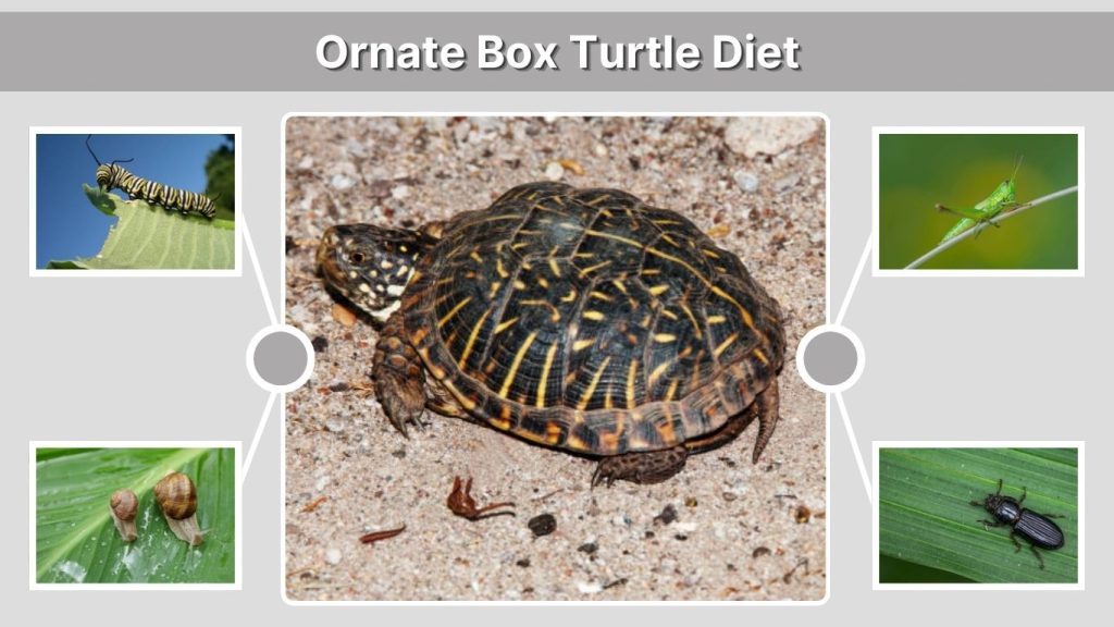 Ornate Box Turtle Diet