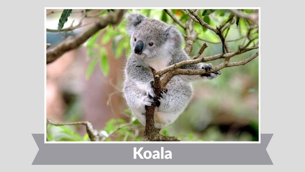 Koala